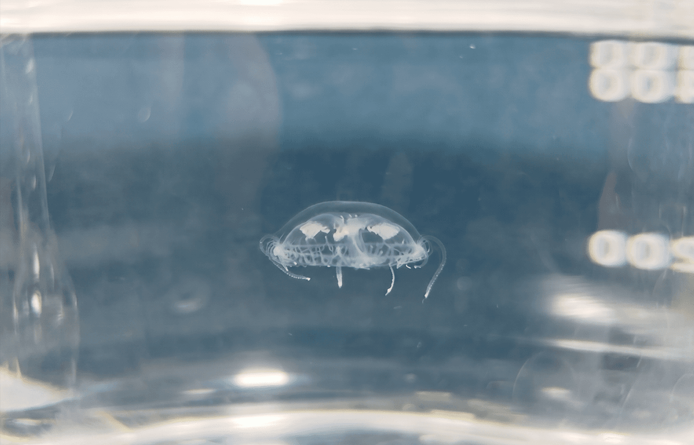 Científica de la UNA halla primera medusa de agua dulce en el país