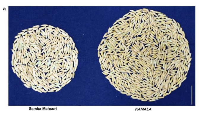 India da un paso histórico y produce la primera variedad de arroz editado genéticamente